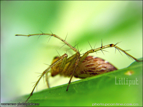 Lilliput-ƪ