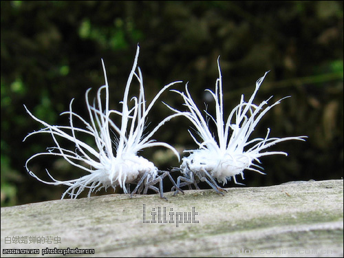 Lilliput-ƪ