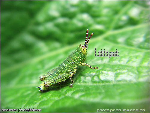 Lilliput-ƪ