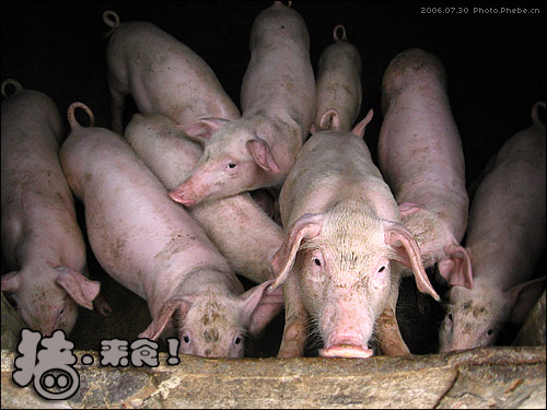 一群猪抢食的图片图片