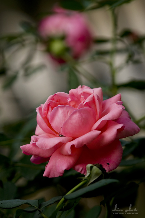 玫瑰丰姿的花型图片
