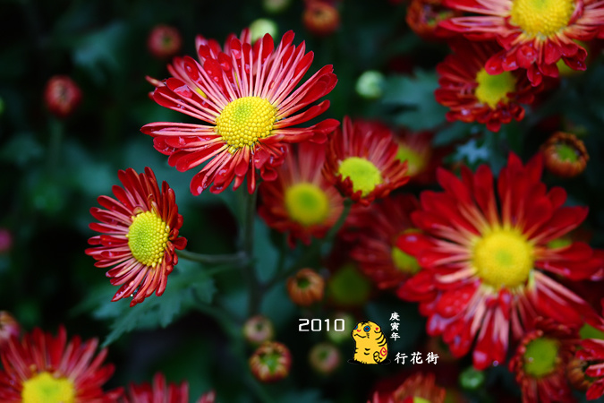 2010^mл