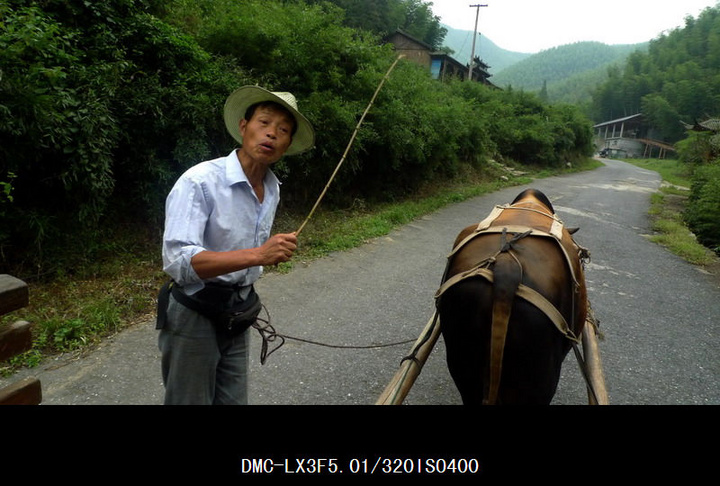 【趕牛車的老漢攝影圖片】浙江 安吉紀實攝影_拾風的