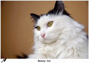 = Cats Here =