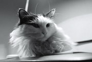 Cats here 2