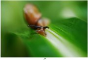  See the Snail 