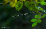 = After the last  rain =