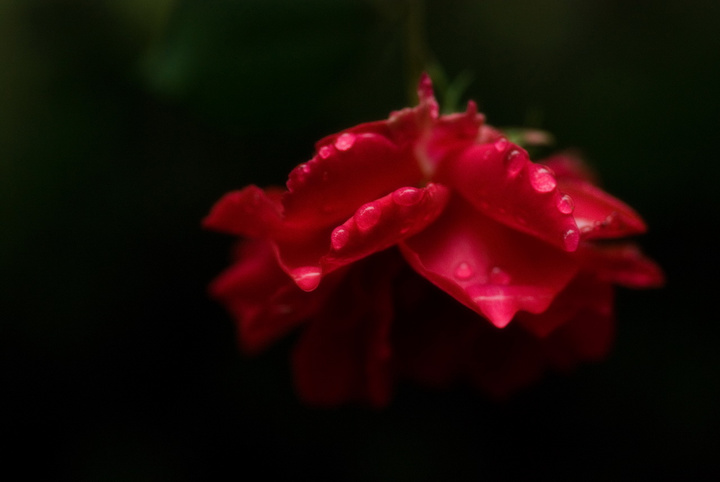 = Flower 04 =