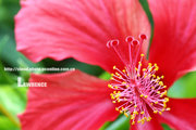 大红花－扶桑