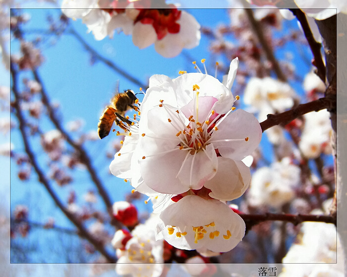 【春來杏花香攝影圖片】新疆伊犁生態攝影_落雪飛花--歲月如歌_太平洋