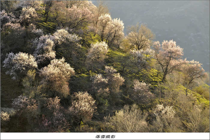 【伊犁野杏花溝攝影圖片】新疆伊犁生態攝影_太平洋電腦網攝影部落