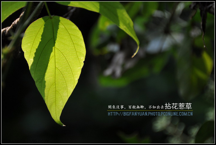 黨ǲ