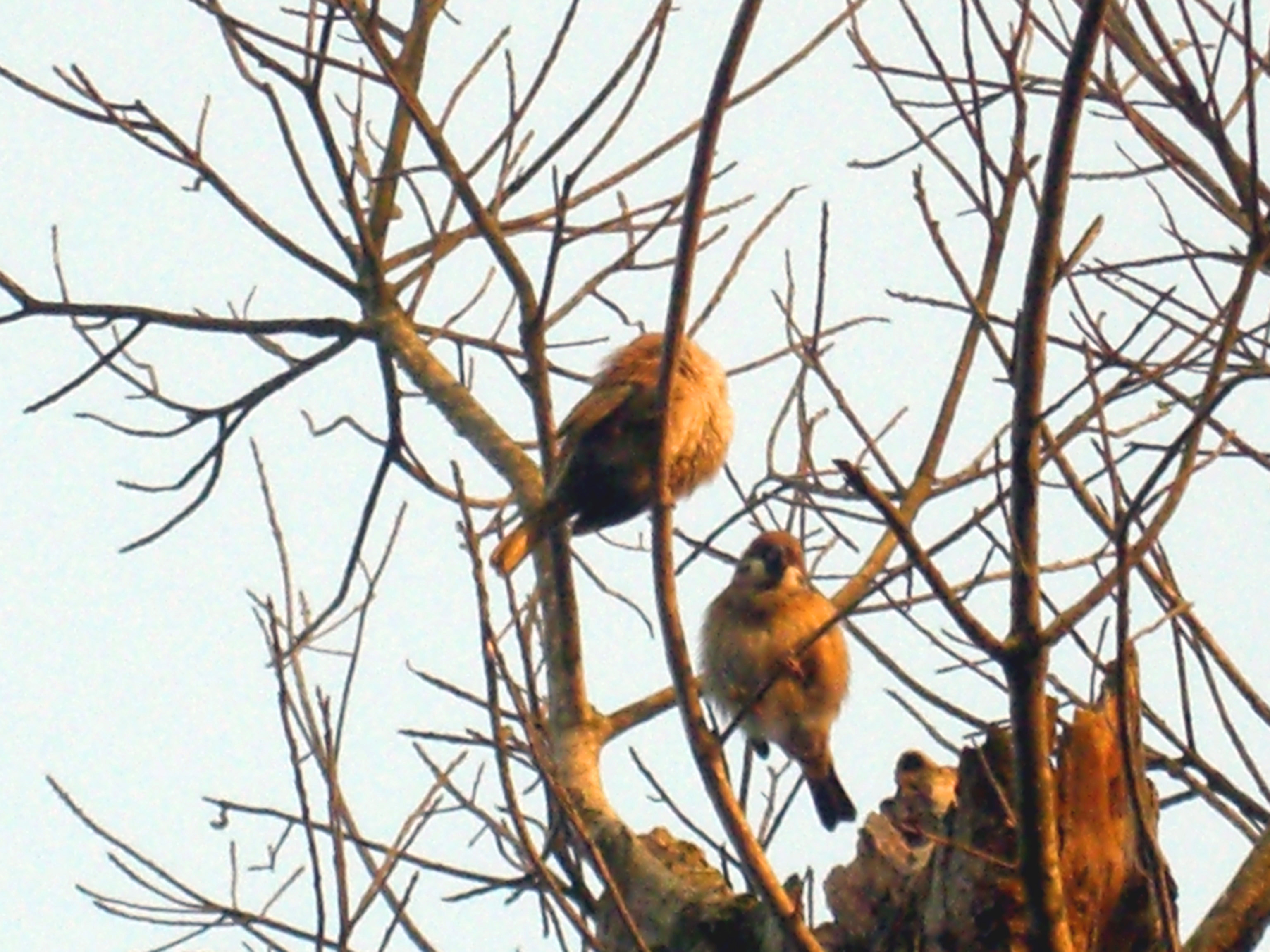 樹上的鳥兒