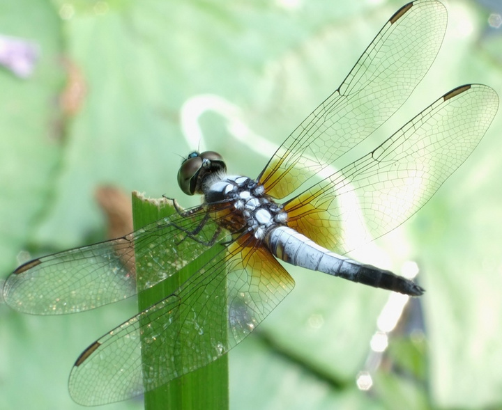 【蜻蜓摄影图片】天河公园生态摄影
