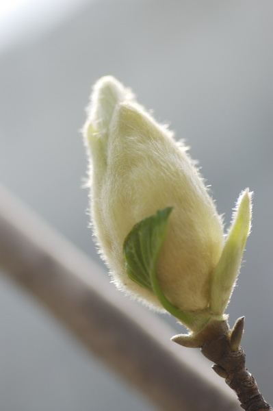 ӭ