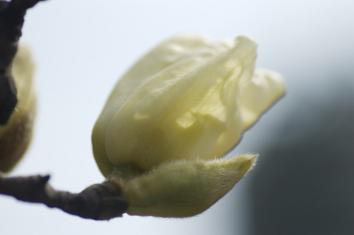 ӭ
