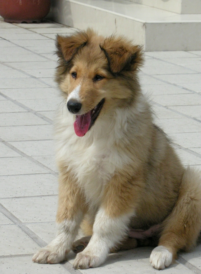 СȮ