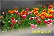 ֮