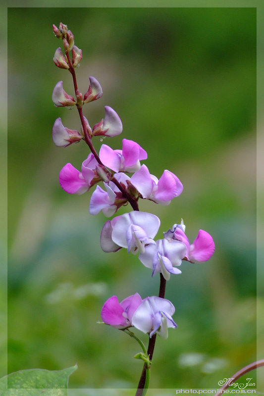 小豆花mom图片