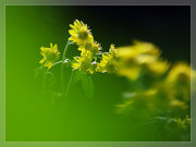 野菊花