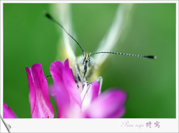 Pieris napi д