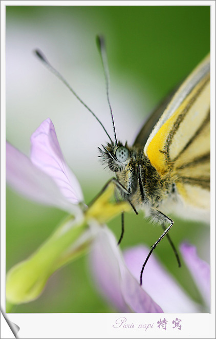 Pieris napi д