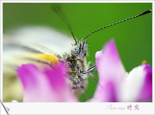 Pieris napi д