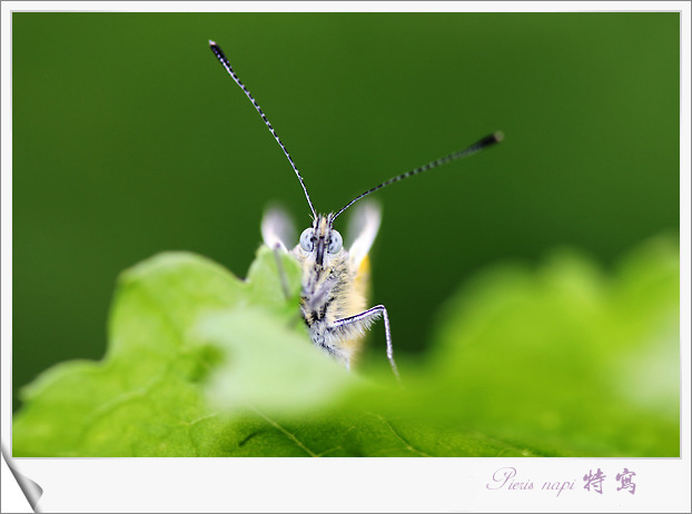 Pieris napi д