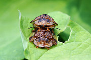 甘薯蜡龟甲