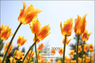 Tulip 2009