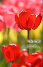 Tulip 2009