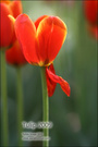 Tulip 2009