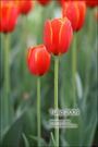 Tulip 2009