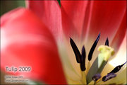 Tulip 2009