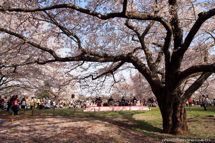 【樱花树摄影图片】东京 昭和纪念公园风光摄