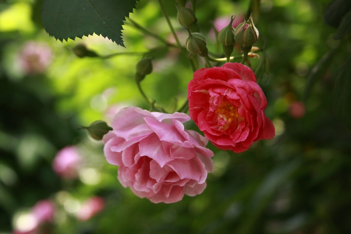 院中花卉