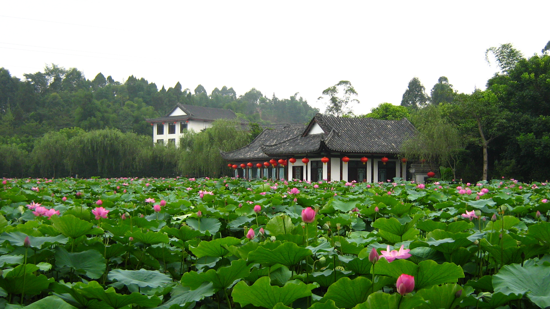 【花木芳菲攝影圖片】樂山金鷹山莊風光旅遊攝影_小小胖的攝影_太平洋