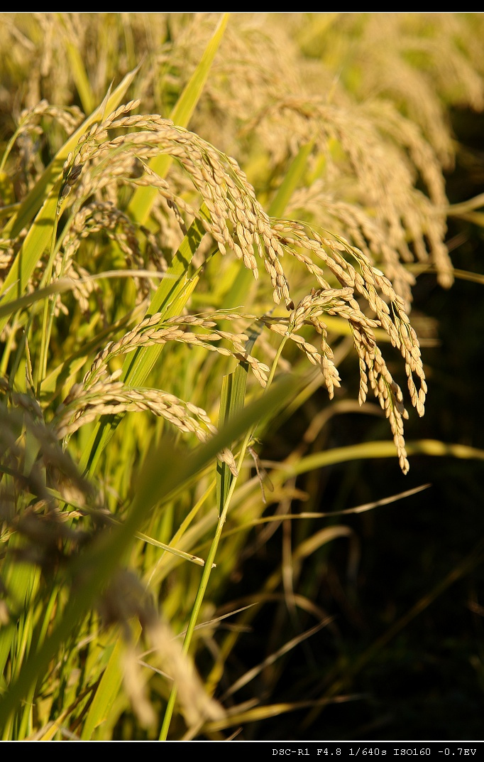成熟的稻穗低着头图片