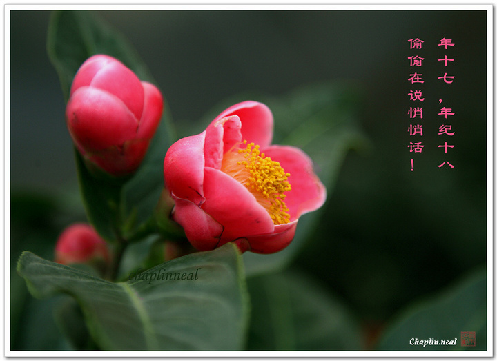 ͮХ---ɽ軨