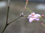 阳台小花