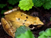 “黄金蛙“
