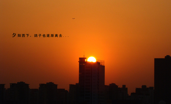 【夕阳恋鸽摄影图片】上海生态摄影_太平洋电