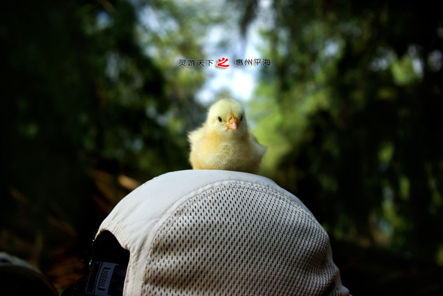 ƽ