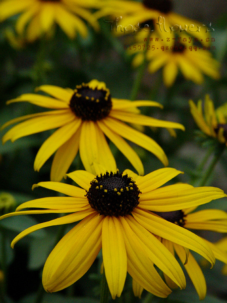 20070707աThose flowers