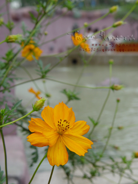 20070707աThose flowers