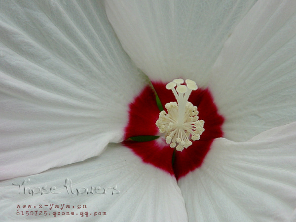 20070707աThose flowers