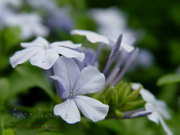 20070707աThose flowers