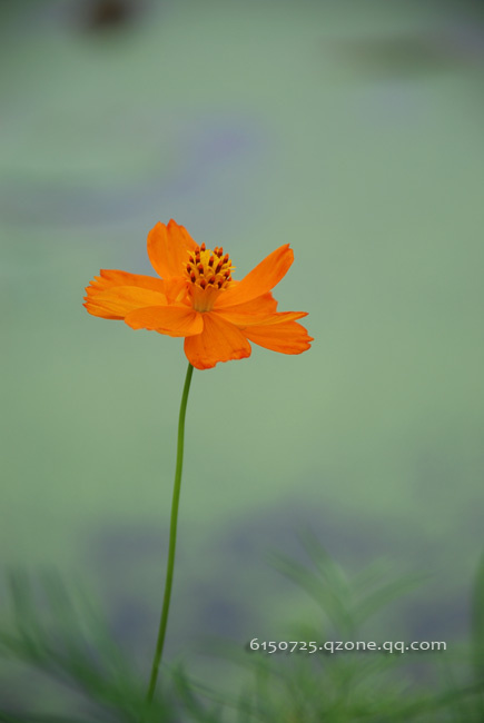 ּ