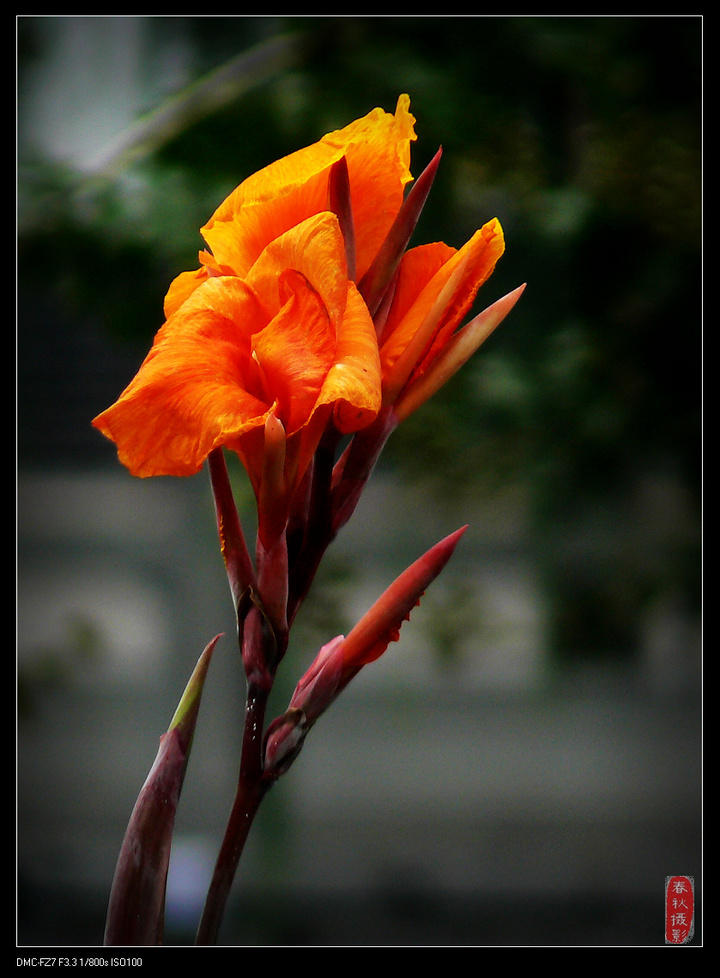 芭蕉花文章图片