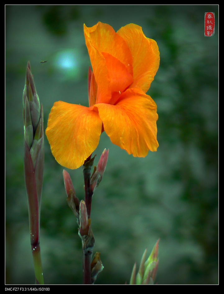 芭蕉花文章图片